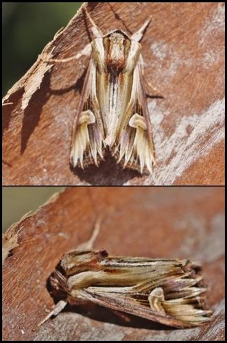 Actinotia polyodon
